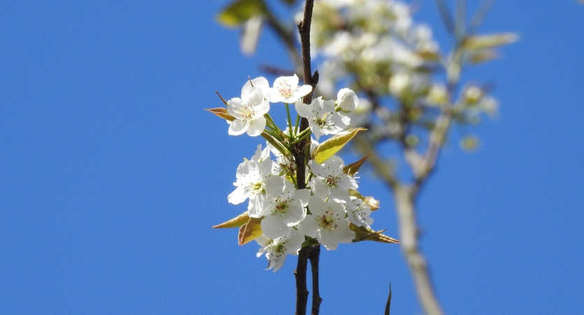 驚艷！三月閩清飄起“梨花雪”